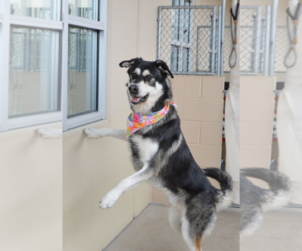 Medium Photo #1 Siberian Husky-Unknown Mix Puppy For Sale in McKinney, TX, USA
