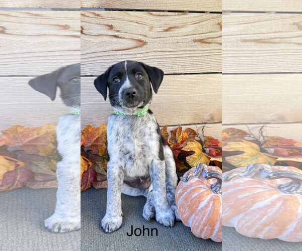 Medium Photo #1 Labrador Retriever-Unknown Mix Puppy For Sale in Fort Worth, TX, USA