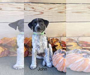 Labrador Retriever-Unknown Mix Dogs for adoption in Fort Worth, TX, USA