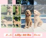 Small Photo #4 Goldendoodle Puppy For Sale in MIAMI, FL, USA