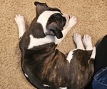 Small #1 American Pit Bull Terrier
