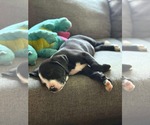Small #3 Labrador Retriever-Staffordshire Bull Terrier Mix