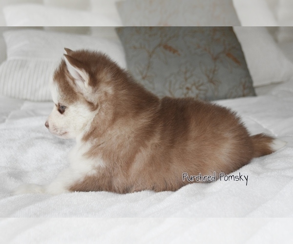 Medium Photo #2 Pomsky Puppy For Sale in KANSAS CITY, MO, USA