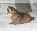 Small #1 Pomsky