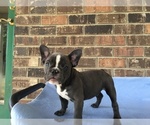 Small Photo #9 French Bulldog Puppy For Sale in FORESTVILLE, CA, USA