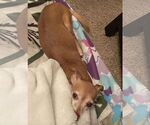 Small Chihuahua
