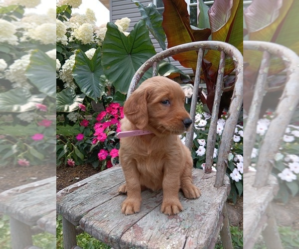 Medium Photo #46 Golden Retriever Puppy For Sale in GREENWOOD, WI, USA
