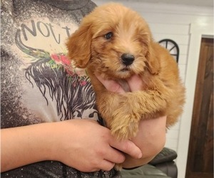 Goldendoodle-Staffordshire Bull Terrier Mix Puppy for sale in MULBERRY, FL, USA