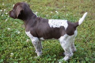 German Shorthaired Pointer Puppy for sale in STILLWATER, OK, USA