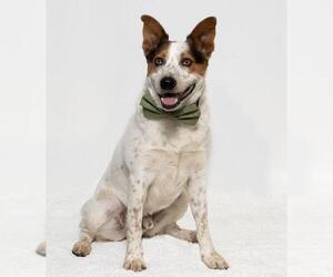 Texas Heeler Dogs for adoption in Santa Maria, CA, USA