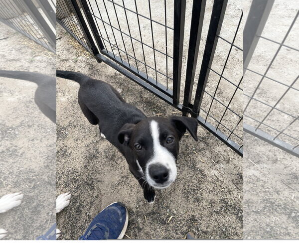 Medium Photo #2 Border Collie-Unknown Mix Puppy For Sale in Tracy City, TN, USA