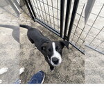 Small #1 Border Collie Mix