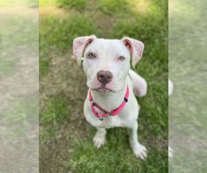 American Pit Bull Terrier Dogs for adoption in Alexandria, VA, USA
