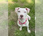 Small American Pit Bull Terrier