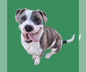 Mutt Dogs for adoption in Bakersfield, CA, USA