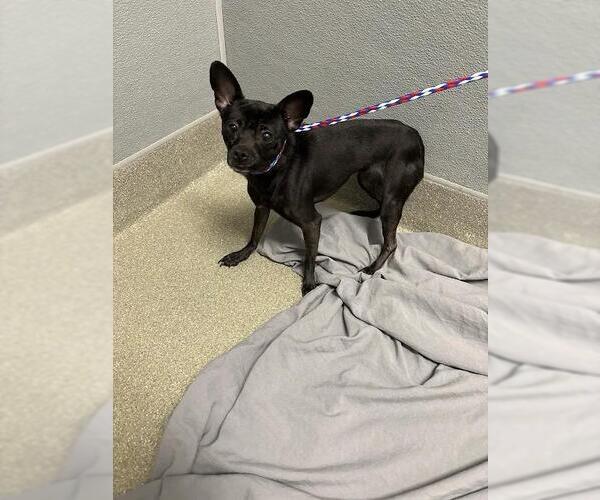 Medium Photo #1 Chihuahua-Unknown Mix Puppy For Sale in Las Vegas, NV, USA
