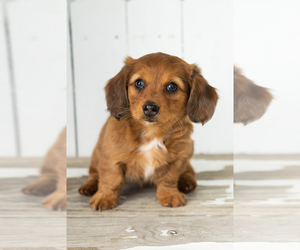 Dachshund Puppy for sale in BREMEN, IN, USA