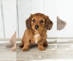 Small Dachshund