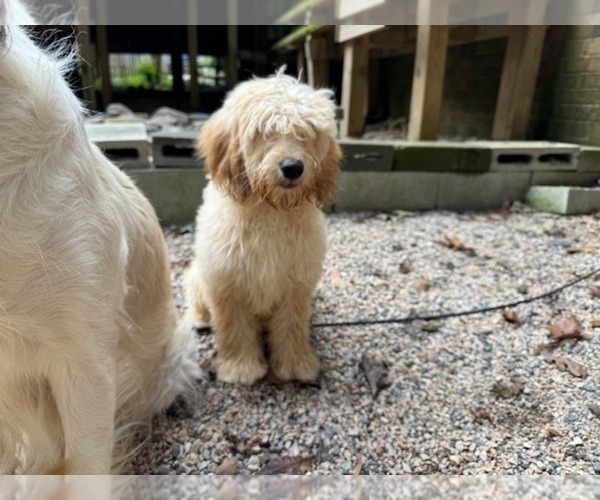 Medium Photo #4 English Cream Golden Retriever-Poodle (Miniature) Mix Puppy For Sale in RALEIGH, NC, USA