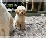 Small Photo #4 English Cream Golden Retriever-Poodle (Miniature) Mix Puppy For Sale in RALEIGH, NC, USA