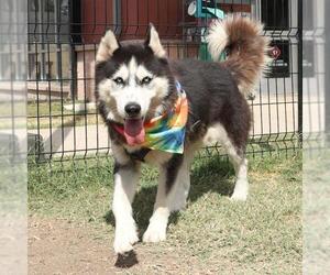 Huskies -Unknown Mix Dogs for adoption in San Antonio, TX, USA
