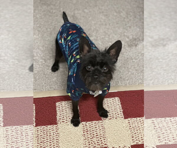 Medium Photo #3 Boston Terrier-Poodle (Toy) Mix Puppy For Sale in Doylestown, PA, USA