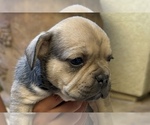 Puppy Rolls American Bullnese-French Bulldog Mix