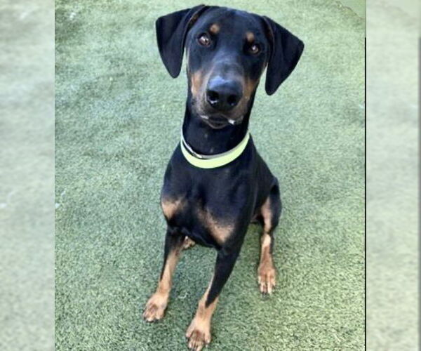 Medium Photo #1 Doberman Pinscher-Unknown Mix Puppy For Sale in Houston, TX, USA