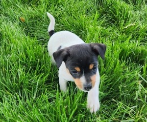 Rat Terrier Puppy for sale in MILFORD, IN, USA