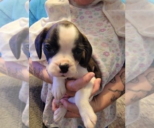 Cavalier King Charles Spaniel-French Bulldog Mix Puppy for sale in COUNCIL BLUFFS, IA, USA