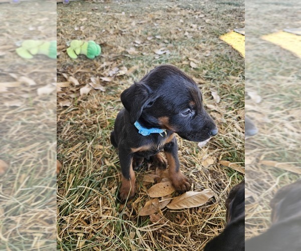 Medium Photo #11 Doberman Pinscher Puppy For Sale in TIPTON, MO, USA