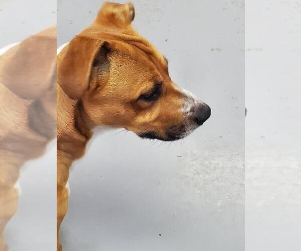 Medium Photo #5 Basset Hound-Unknown Mix Puppy For Sale in Hedgesville, WV, USA