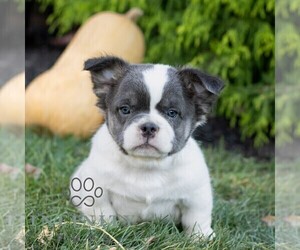 French Bulldog Puppy for sale in RONKS, PA, USA