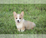 Small Photo #22 Pembroke Welsh Corgi Puppy For Sale in ELKTON, KY, USA