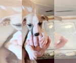 Small Photo #1 Whippet Puppy For Sale in OVERTON, TX, USA