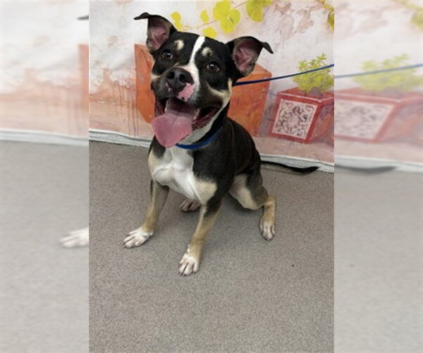 Medium Photo #1 Mutt Puppy For Sale in San Bernardino, CA, USA