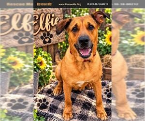 German Shepherd Dog Dogs for adoption in Benton, PA, USA