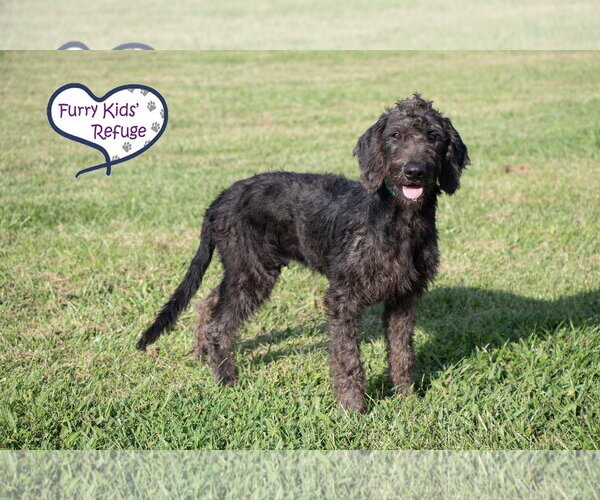 Medium Photo #4 Poointer Puppy For Sale in Lee's Summit, MO, USA