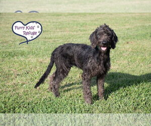 Murphy - Female Poointer Dog for Adoption - Photo #4