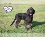 Small Photo #4 Poointer Puppy For Sale in Lee's Summit, MO, USA