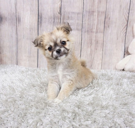 Shiranian-Unknown Mix Puppy for sale in FULLERTON, CA, USA