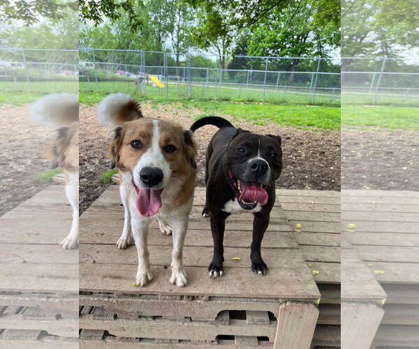 Medium Photo #2 Boxer-Unknown Mix Puppy For Sale in Germantown, OH, USA