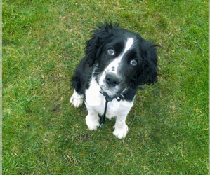 English Springer Spaniel Puppy for sale in FAIRBANK, IA, USA