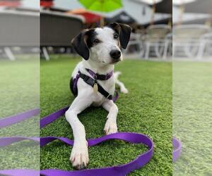 Feist Terrier-Treeing Walker Coonhound Mix Dogs for adoption in Morganville, NJ, USA