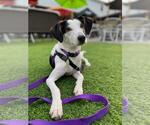Small Feist Terrier-Treeing Walker Coonhound Mix