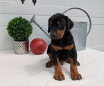 Small Photo #57 Doberman Pinscher Puppy For Sale in GOSHEN, IN, USA