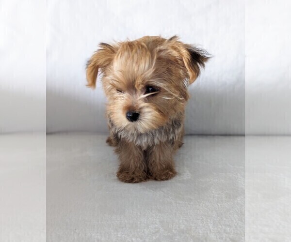 Medium Photo #3 Yorkshire Terrier Puppy For Sale in ESTERO, FL, USA
