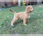 Small Photo #11 Goldendoodle Puppy For Sale in CANON, GA, USA