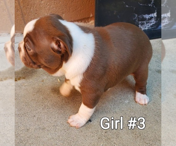Medium Photo #16 Boston Terrier Puppy For Sale in PICO RIVERA, CA, USA