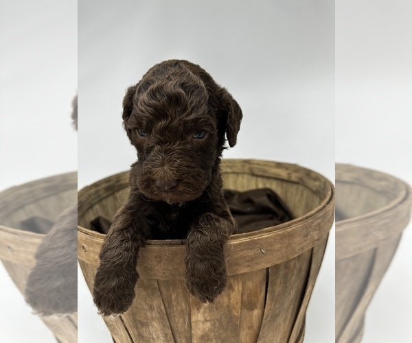 Medium Photo #8 Labradoodle-Labrador Retriever Mix Puppy For Sale in KENLY, NC, USA